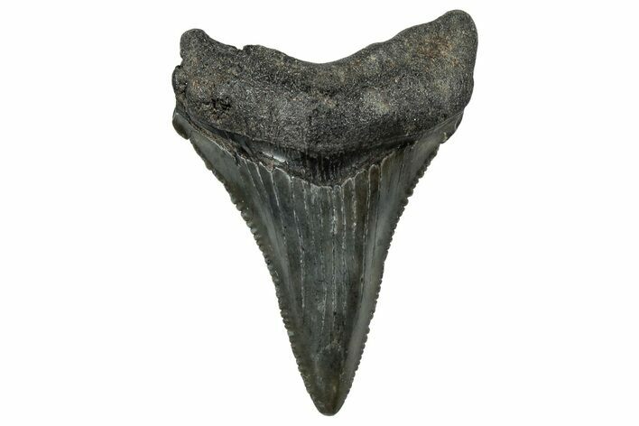 Serrated, Juvenile Megalodon Tooth - South Carolina #302159